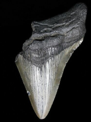 Partial, Serrated, Megalodon Tooth - Georgia #56721